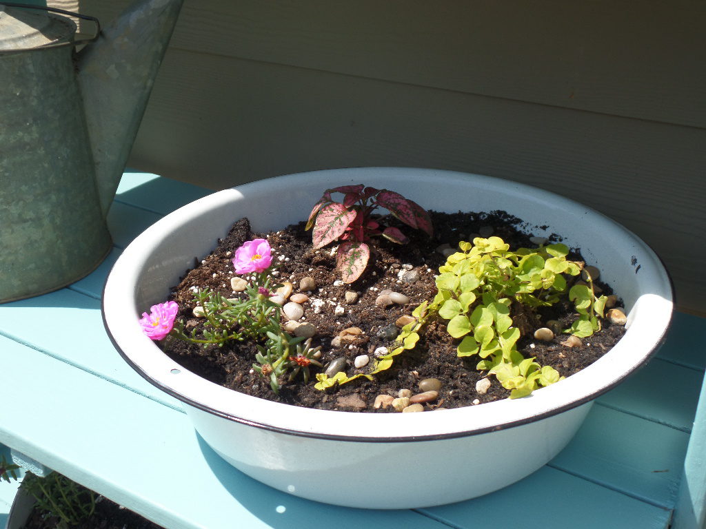 An enamelware planter with a black rim around the top, dark soil and various plants growing inside.