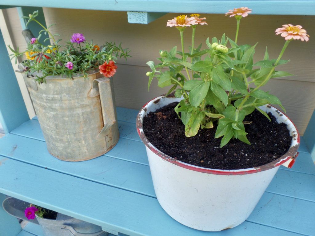 Thrift store planters on a blue shelf outside.