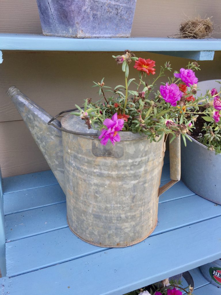 Vintage metal watering can planter on a blue shelf.