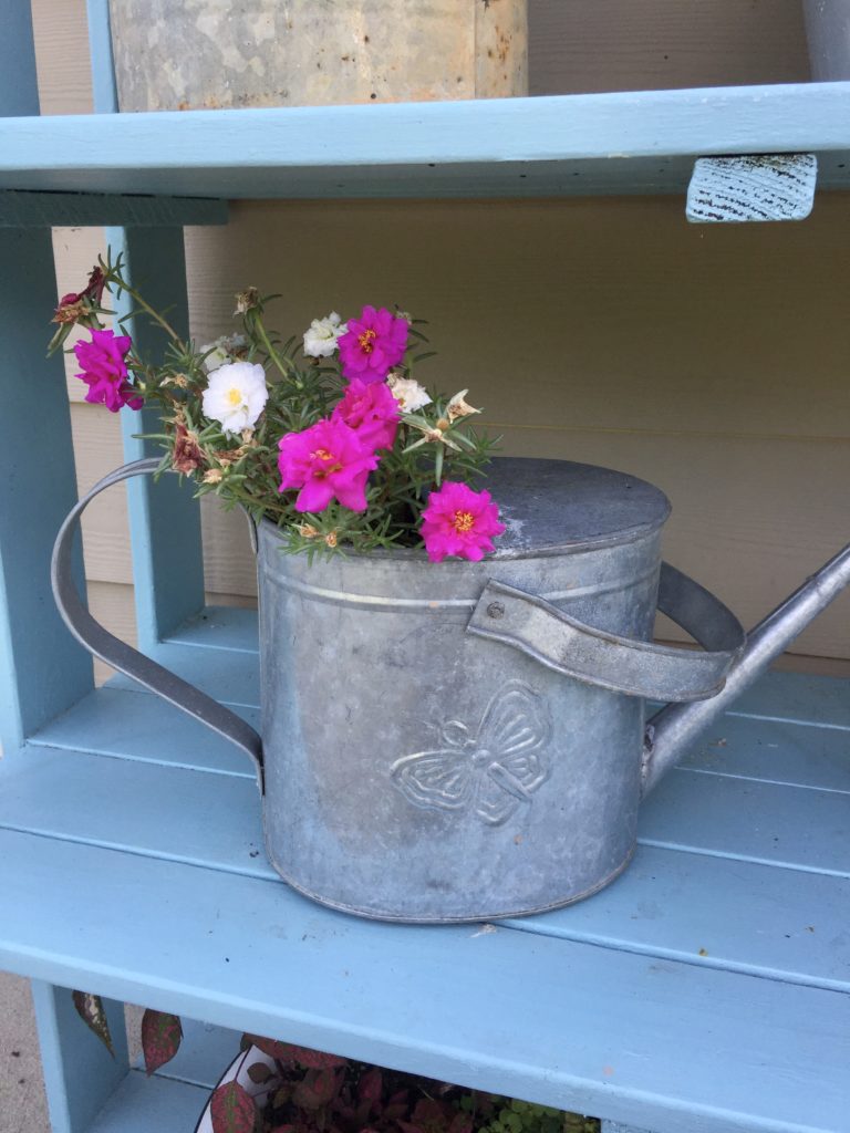 Metal watering can with white and pink flowers inside on a blue shelf.