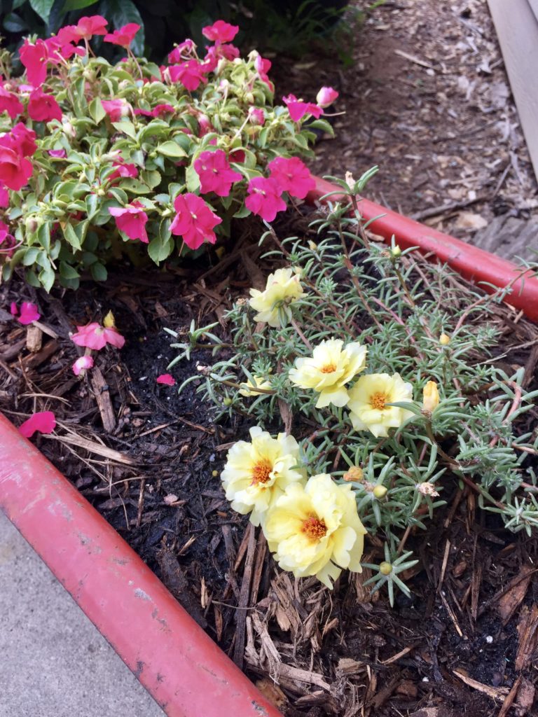 DIY little red wagon planter with yellow and pink flowers inside.