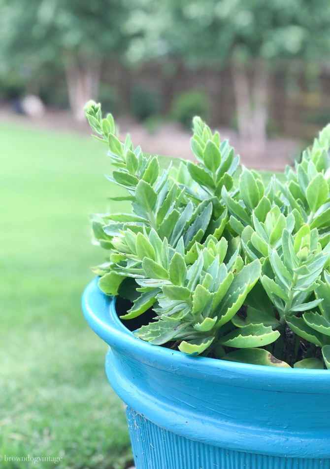 Close-up of a blue planter pot with greenery inside and a backyard in the background.