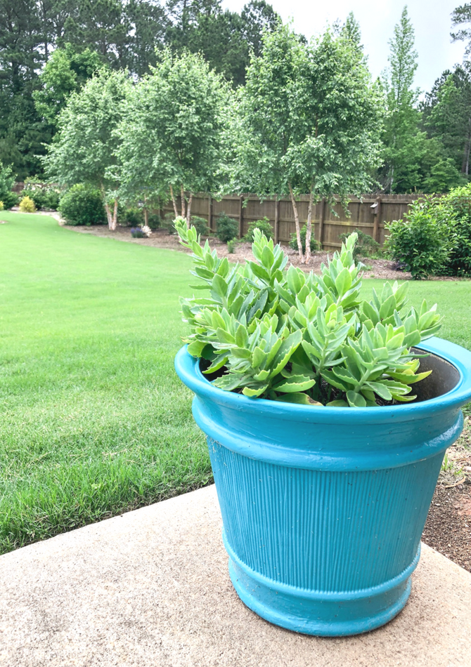 A bright blue planter pot with green plants growing inside sits on a backyard patio.