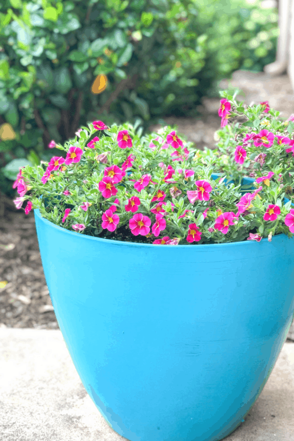 a blue planter with lots of pink flowers inside sits on a patio.