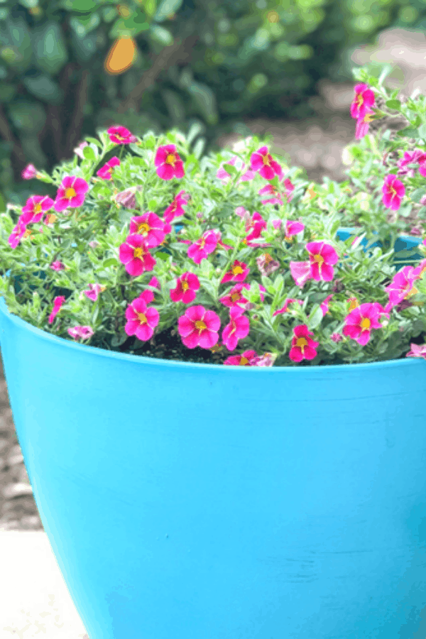 Close-up of a large blue container with pink flowers inside.