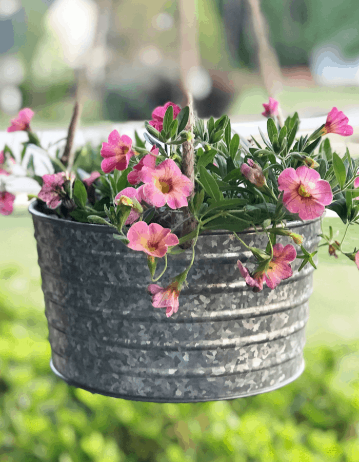 Full sun container plant calibrachoa