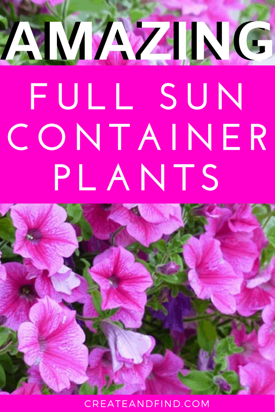 Container Plants for Full Sun