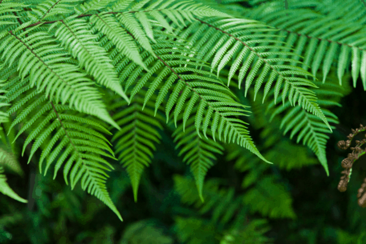 Fern