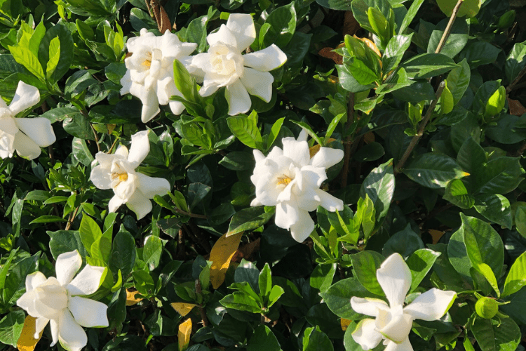 White Gardenia flowers grow in a thick patch outside in the shade.