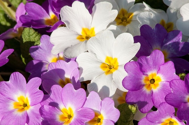 White and purple primrose flowers with yellow centers growing outside in the shade.