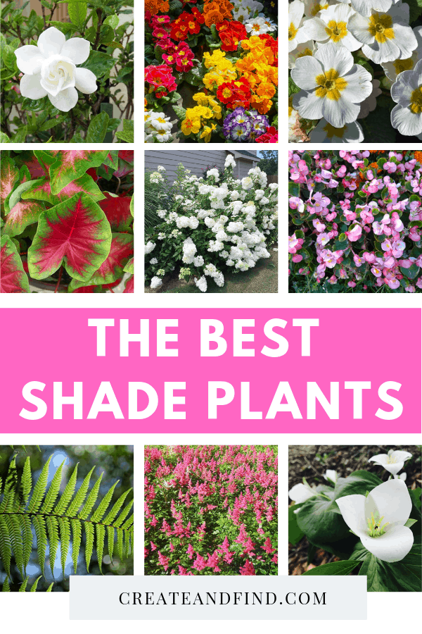 The 10 Best Plants that Grow in Shade