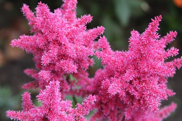 Bright pink astilbe plant growing outside with a blurred background.