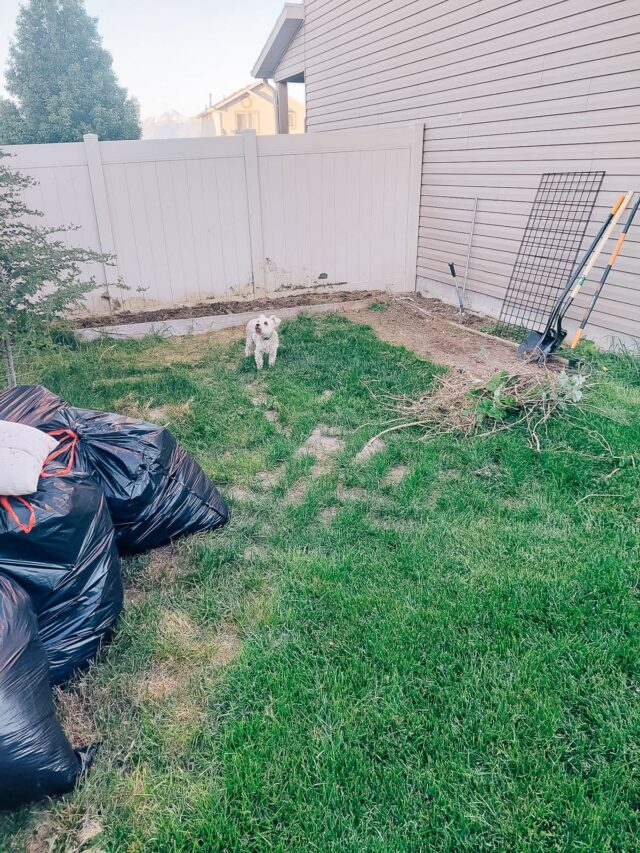 Grassy area on the side of a house with yard bags filled with yard clippings and debris.