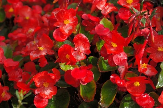 Bright red Begonia flowers with yellow centers growing outside.