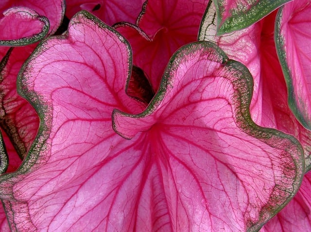 Close-up of a large Caladium leaf growing on a plant outside.