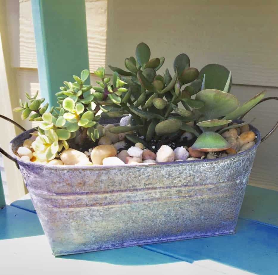 A metal container filled with succulents that are growing outside in full sun.