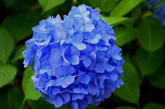 Close-up of a bright blue hydrangea bloom with it\'s bright green leaves in the background.