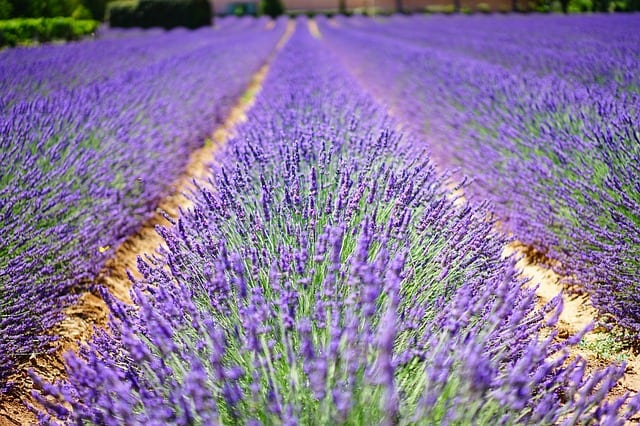 Lavender field