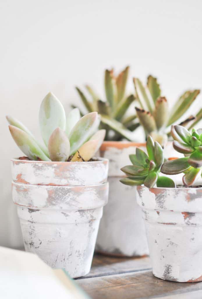 Coastal farmhouse painted pots with succulents inside.