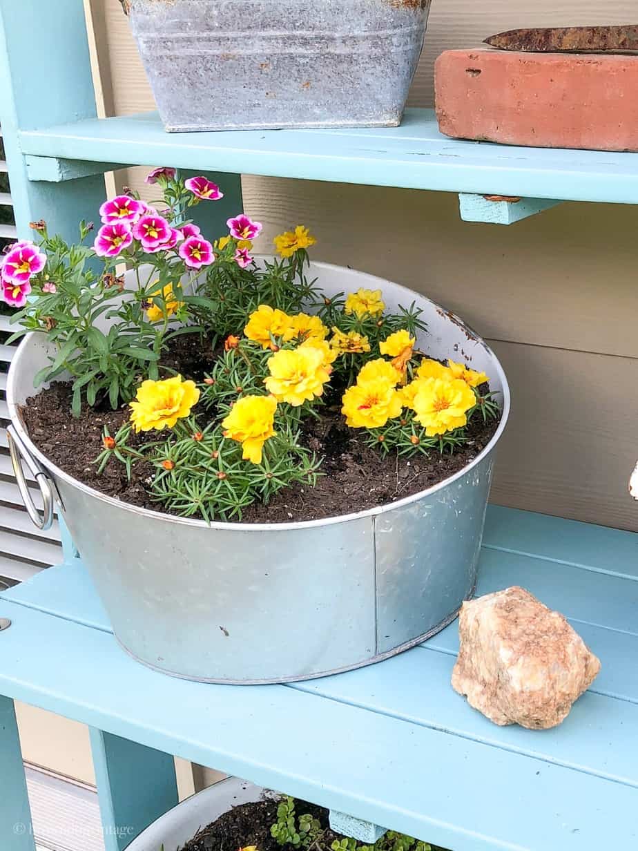 Portulaca plants grow in a container on a planter shelf outside in full sun.