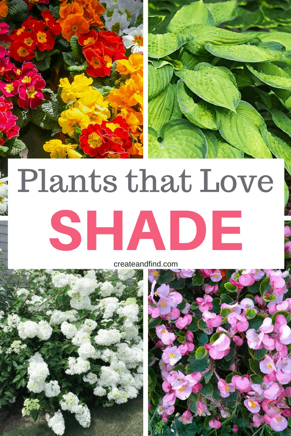 Pinterest graphic with text that reads \"Plants that Love Shade\" and a collage of flowers and plants.