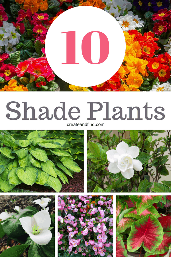 The 10 Best Plants that Grow in Shade