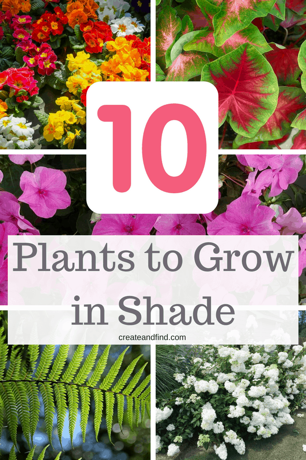 The 10 Best Plants that Grow in Shade