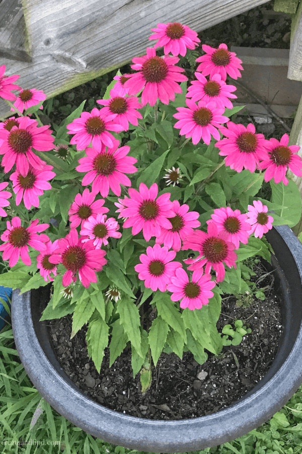 Perennial coneflowers blooming