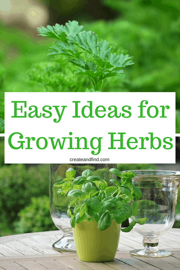 Pinterest graphic with text that reads \"Easy ideas for Growing Herbs\" and a planter with a green herb plant next to glass containers outside.