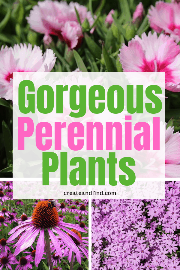 Perennial Flowers You'll Love To Plant Create and Find