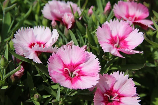 Close-up of dianthus flowers with pale pink and hot pink petals grow outside.