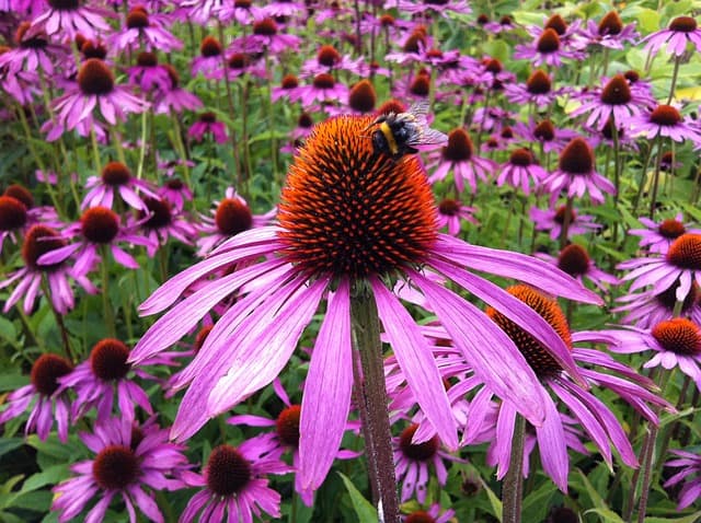 Closeup of a purple Coneflower with a large brown center and a bumble bee on top.