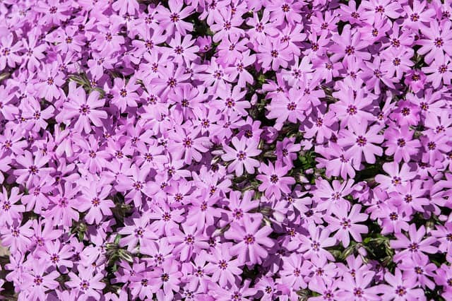 Phlox flowers