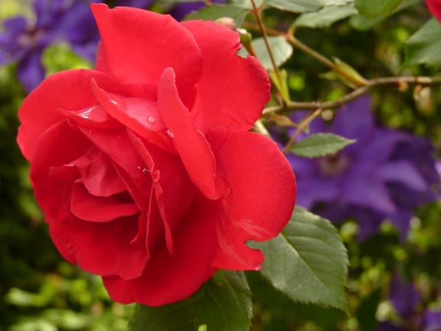 Close-up of a red rose growing on a rose bush outside.