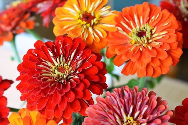 A bouquet of bright orange and red zinnias with yellow centers.