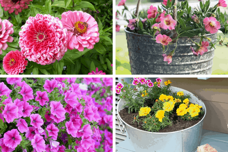 Collage of pink, purple, and yellow container plants outside.