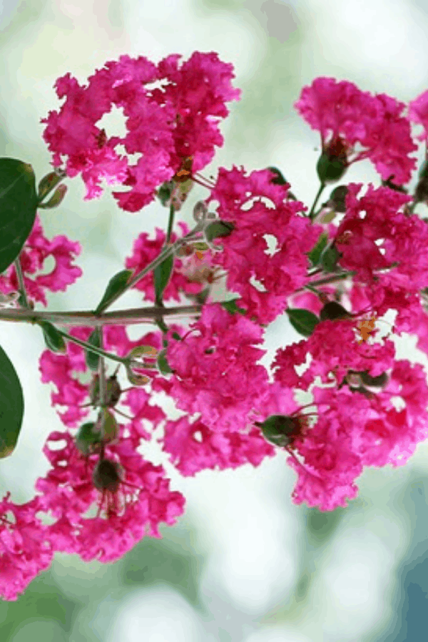 Closeup of the branch and flowers of a Crape Myrtle tree with a blurred background.