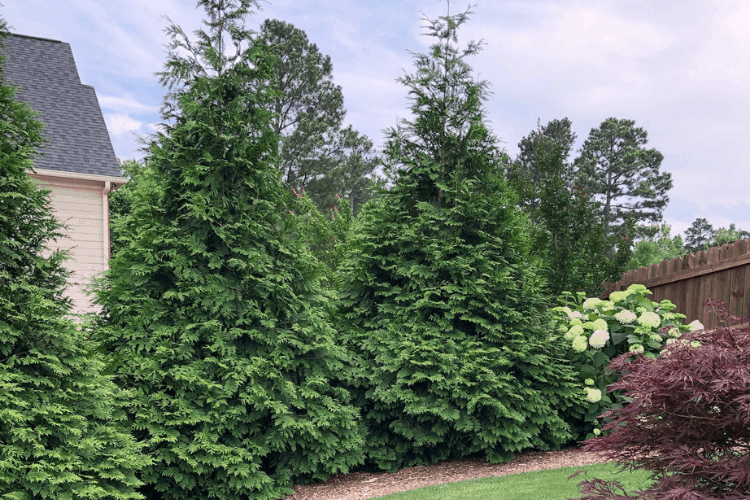 Tall evergreen shrubs line the side of a yard with hydrangea bushes.