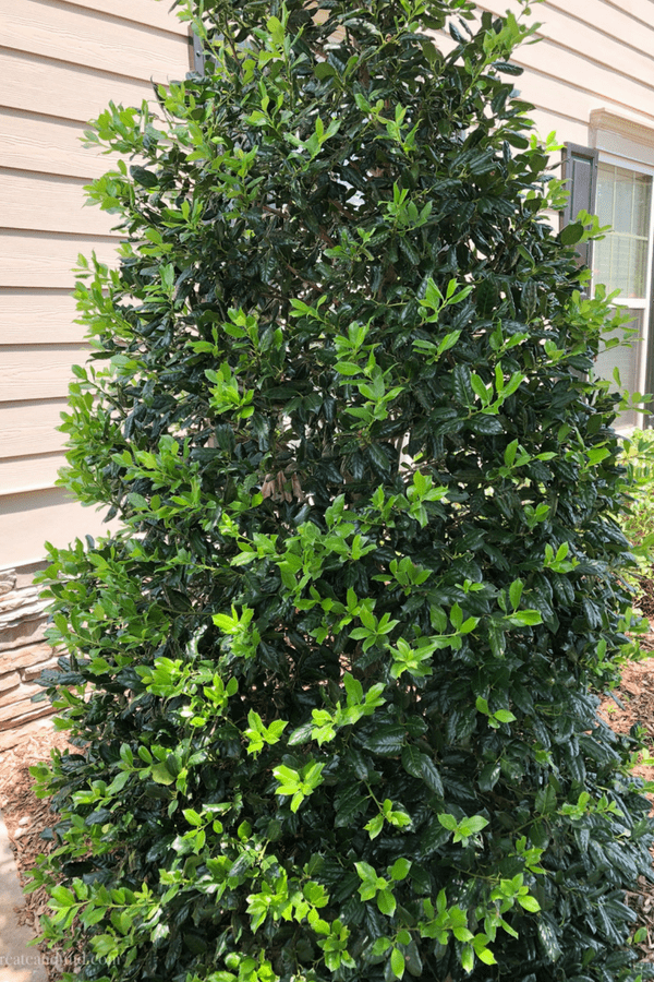 A tall Holly bush grows in a flower bed on the side of a house.