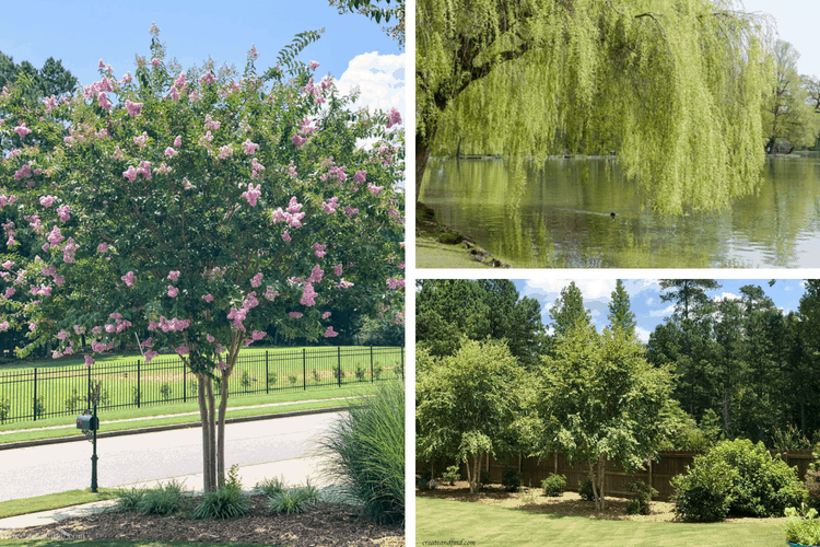 Collage of 3 trees that are good for privacy