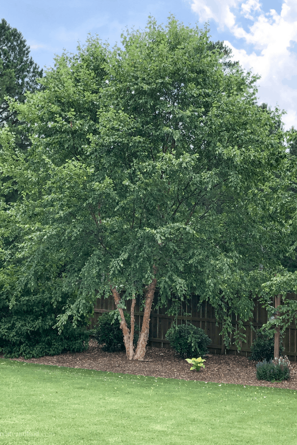 A tall River Birch tree lining the side of a backyard.