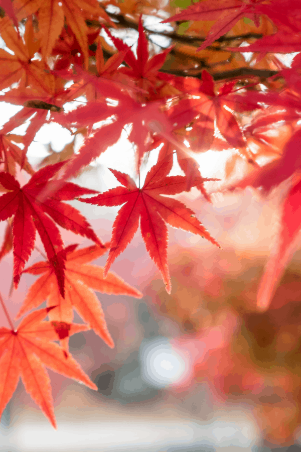 Close-up of the leaves of a red maple tree with a blurred background.