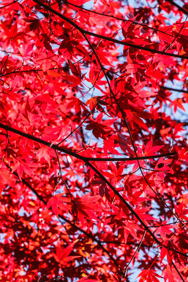 Close-up of the branches and leaves of a red maple tree with blue sky peeking through.