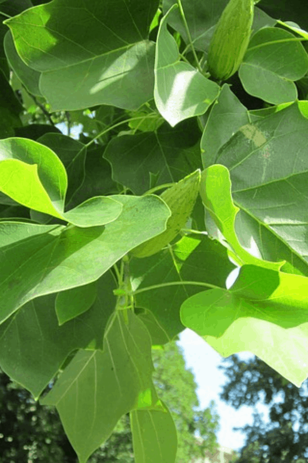 Closeup of the leaves of a Tulip Poplar tree growing outside.