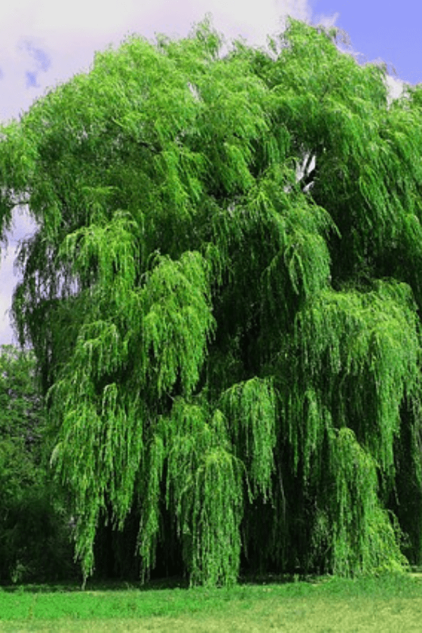 A large Weeping Willow tree in a grassy field.