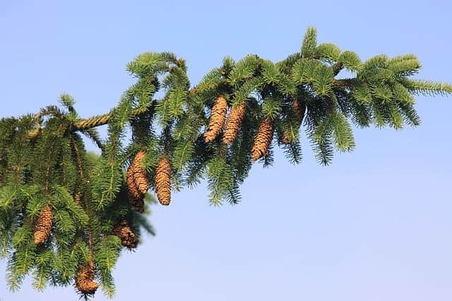 Closeup of the branches of a Norway spruce tree with the sky in the background.