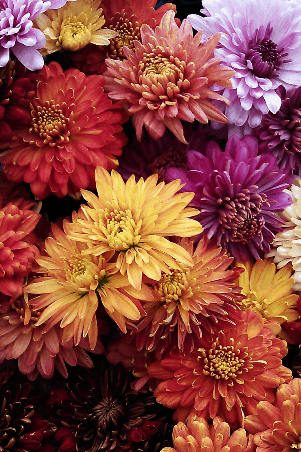 Close-up of red, orange, and purple mums.