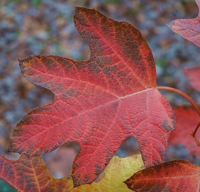 Close-up of a red leaf from an oak leaf hydrangea plant growing outside.