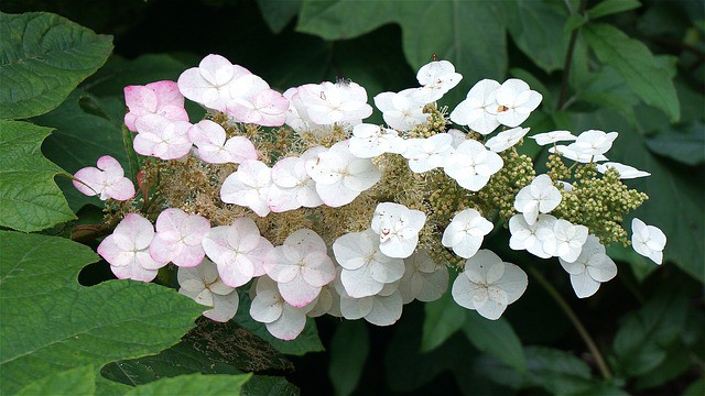 White Oak Leaf Hydrangea plant growing in a flower bed outside.