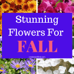 Pinterest graphic with text that reads "Stunning Flowers for Fall" and a collage of colorful fall flowers.